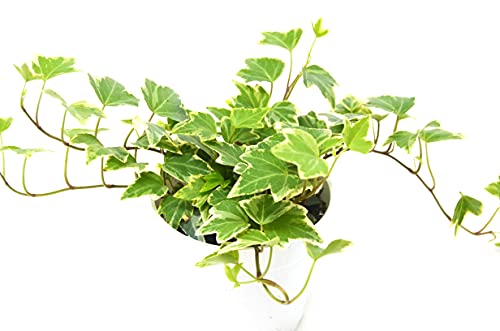Ivy 'Eva' House Plant - 4" Pot, Easy Care