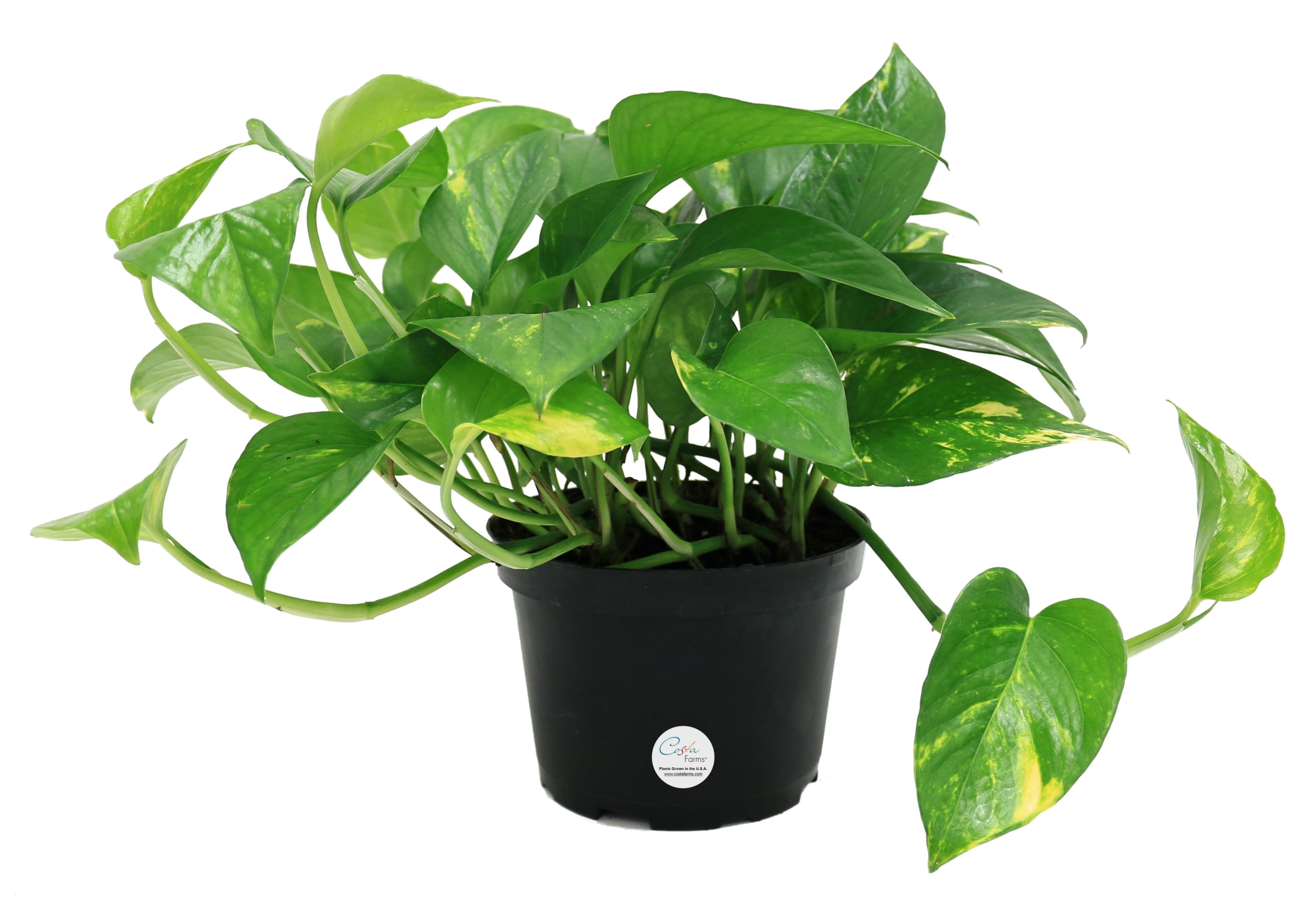 10in. Devil's Ivy Pothos - Easy Care Indoor Plant