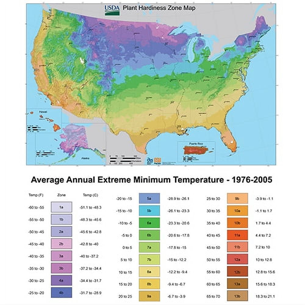 Aloe Vera Succulent in Grower Pot, 3.5 Inch