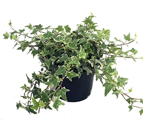 Glacier English Ivy in 4" Pot - Easy Care