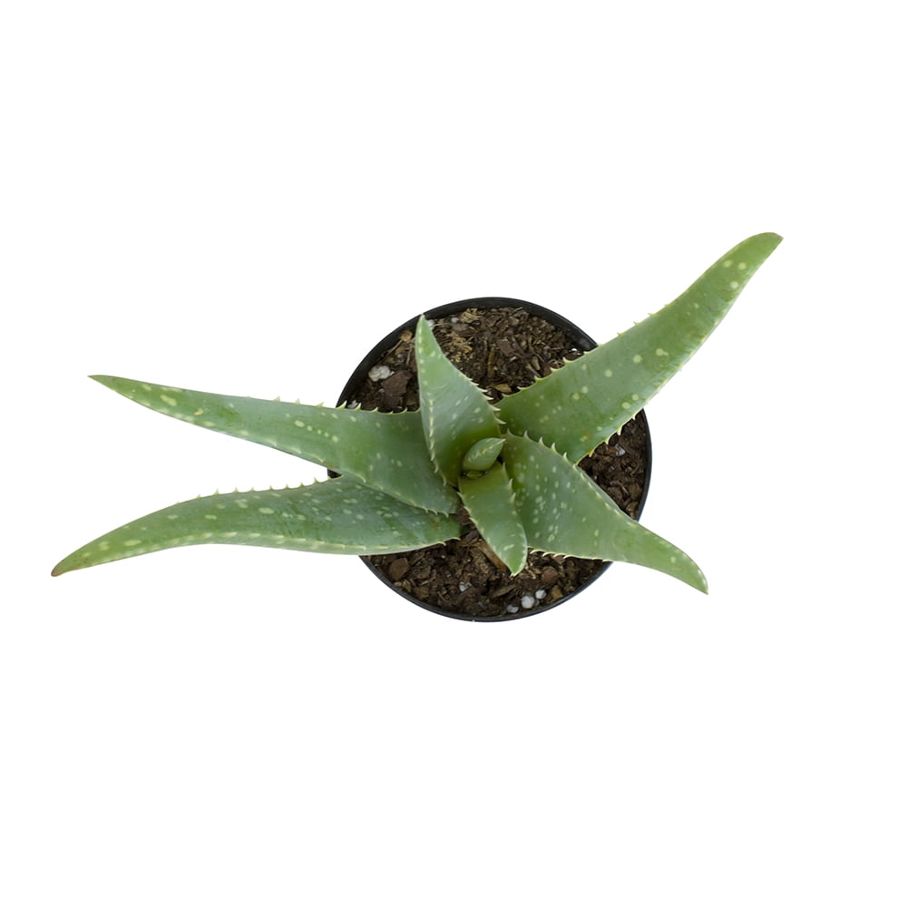 Aloe Vera Succulent in Grower Pot, 3.5 Inch