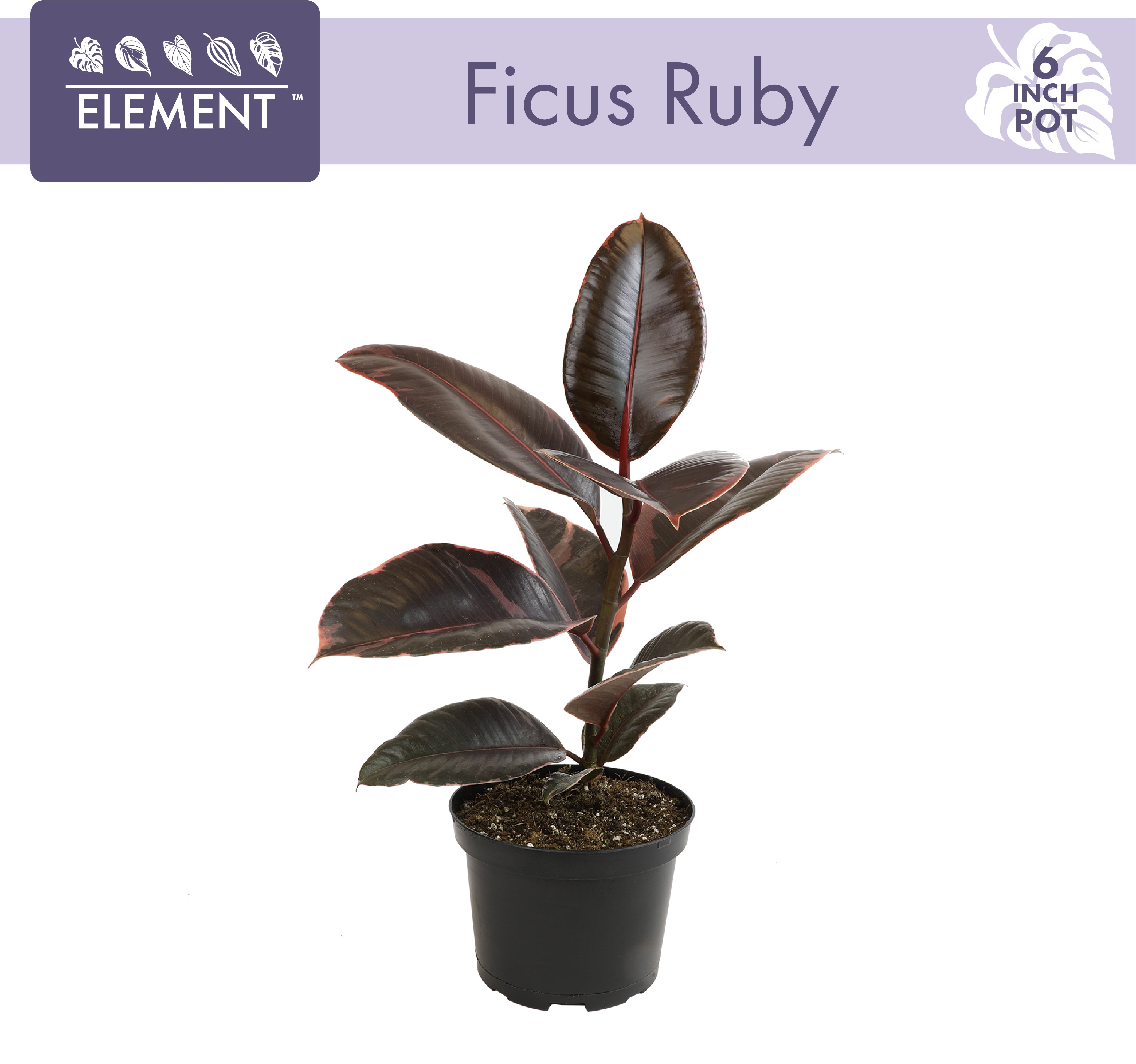 Ficus Ruby Variegated Rubber Plant - 6" Live Plant