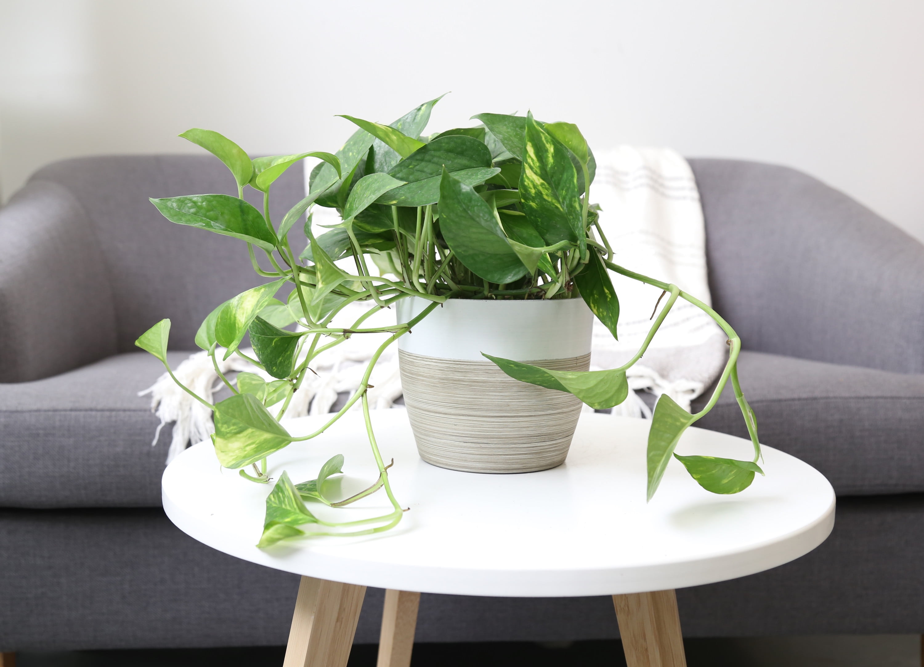 10in. Devil's Ivy Pothos - Easy Care Indoor Plant