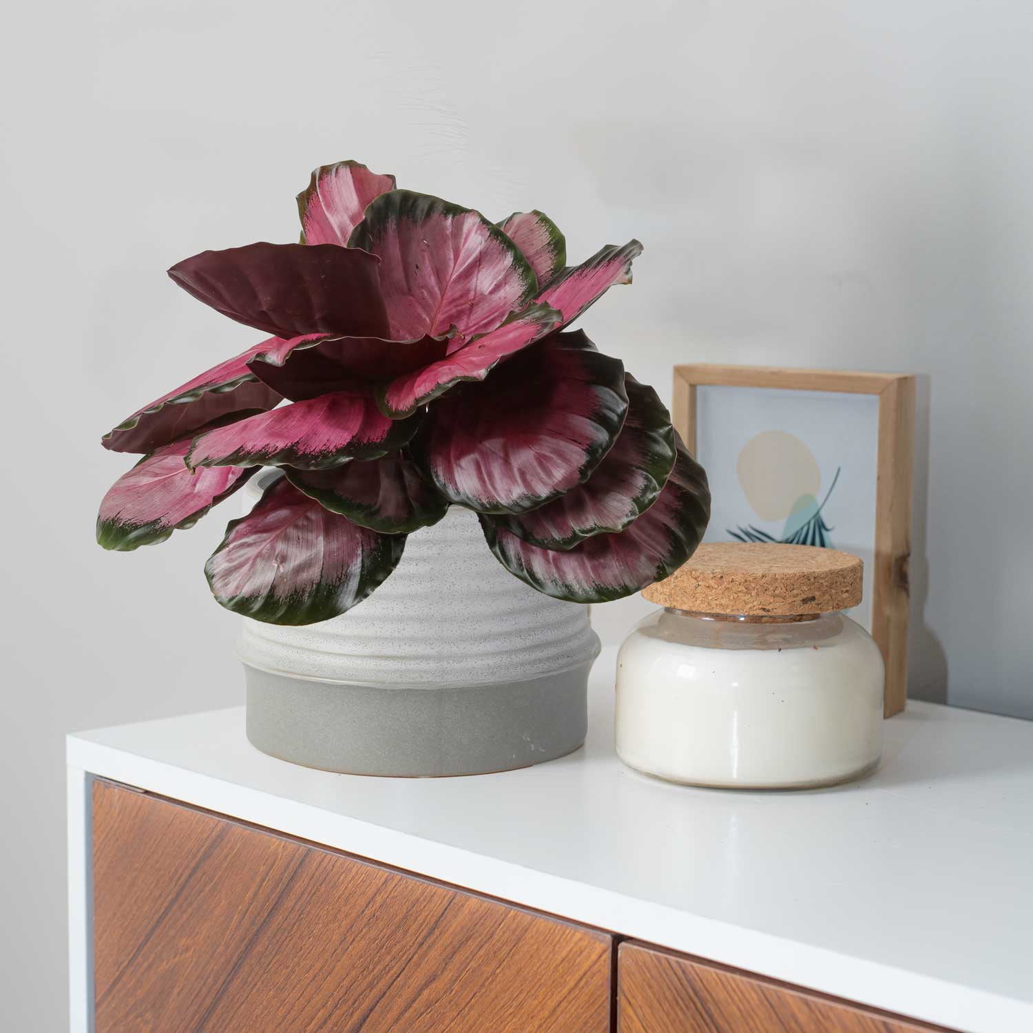 Pink Calathea Indoor Plant with Ceramic Planter