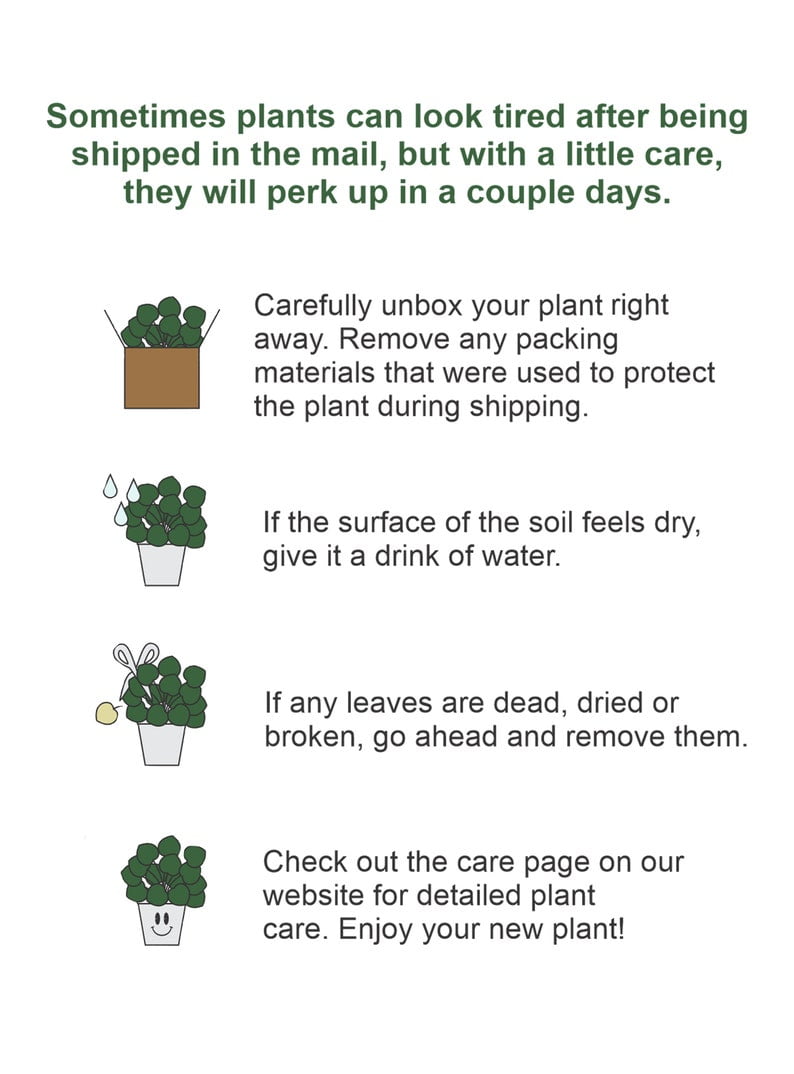 Burgundy Rubber Plant in Biodegradable Pot