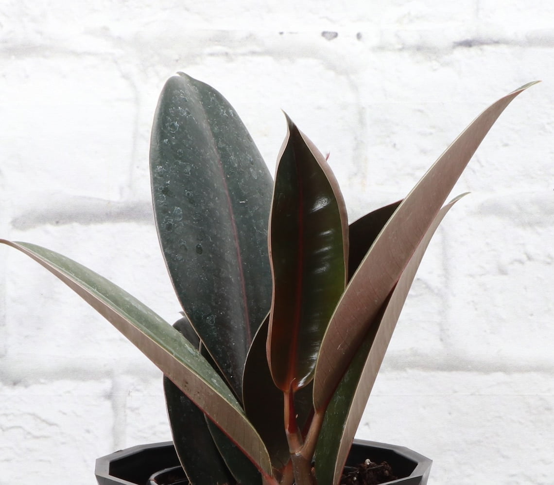 Burgundy Rubber Plant in Biodegradable Pot