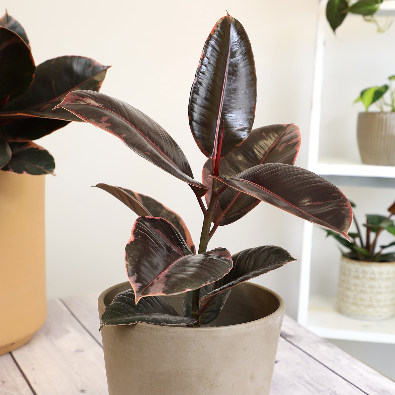 Ficus Ruby Variegated Rubber Plant - 6" Live Plant