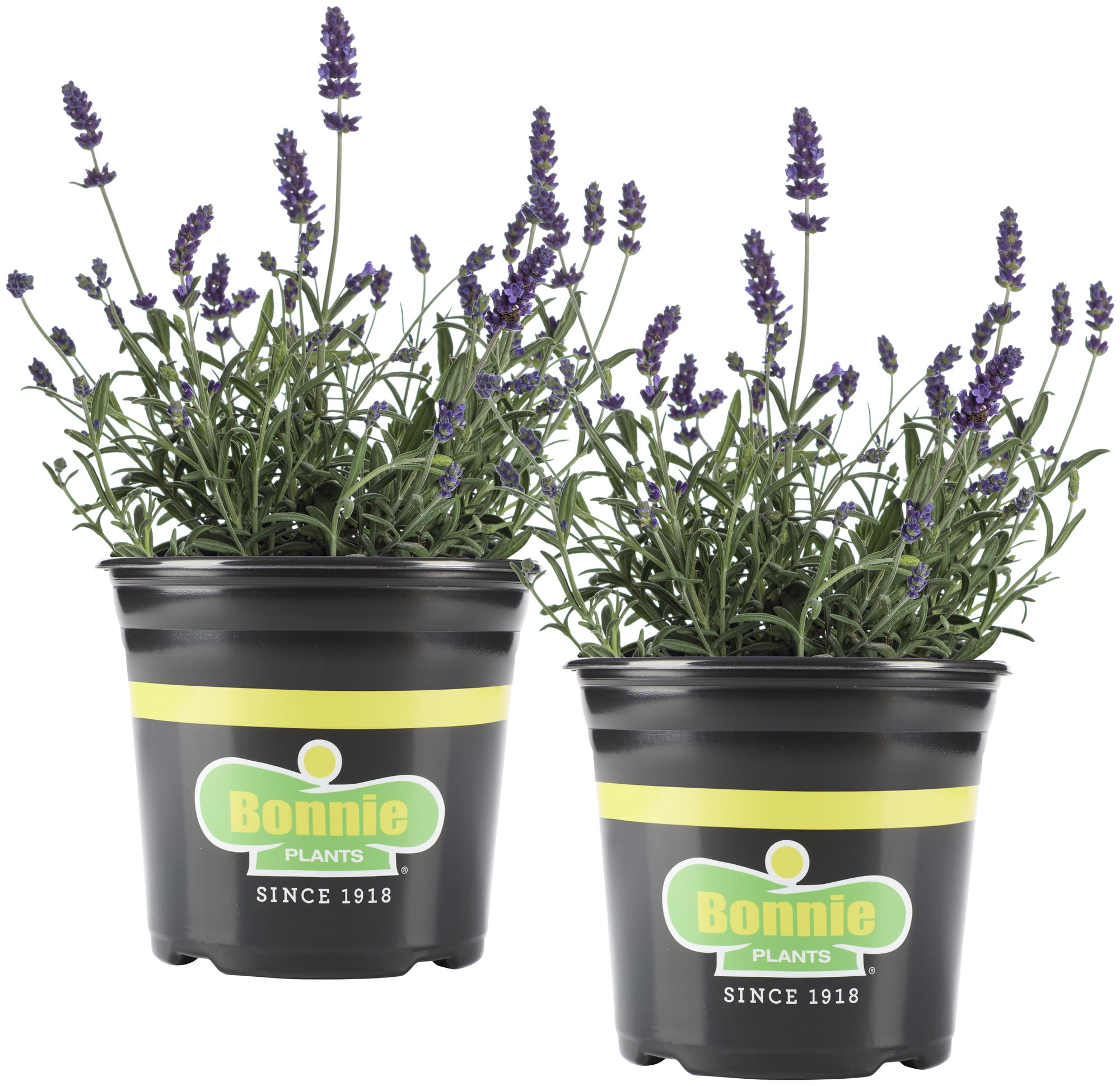 Lavender Plant 2-Pack by Bonnie Plants