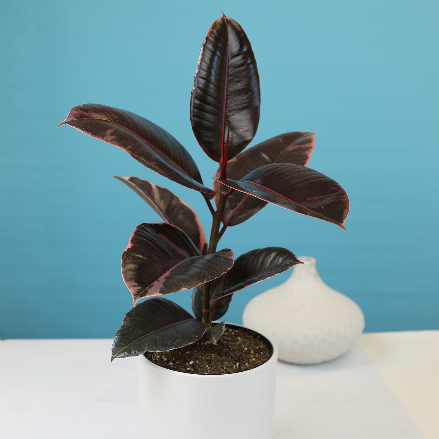 Ficus Ruby Variegated Rubber Plant - 6" Live Plant