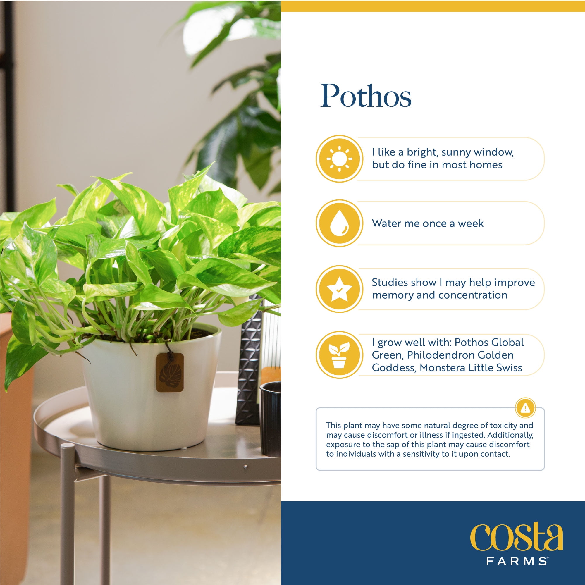 10in. Devil's Ivy Pothos - Easy Care Indoor Plant