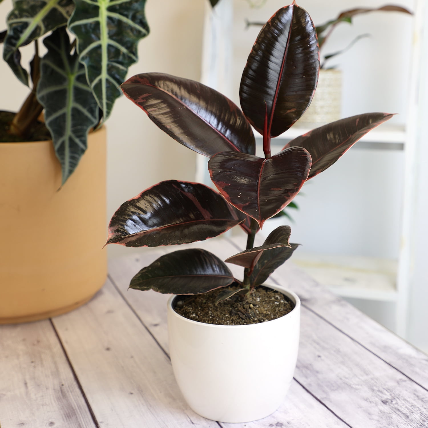 Ficus Ruby Variegated Rubber Plant - 6" Live Plant