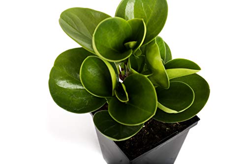 Peperomia Obtusifolia Baby Rubber Plant - 4" Pot