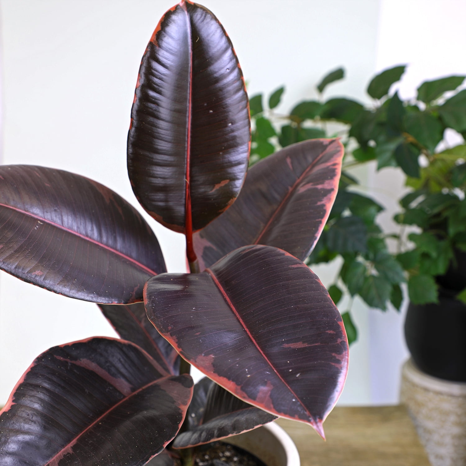 Ficus Ruby Variegated Rubber Plant - 6" Live Plant