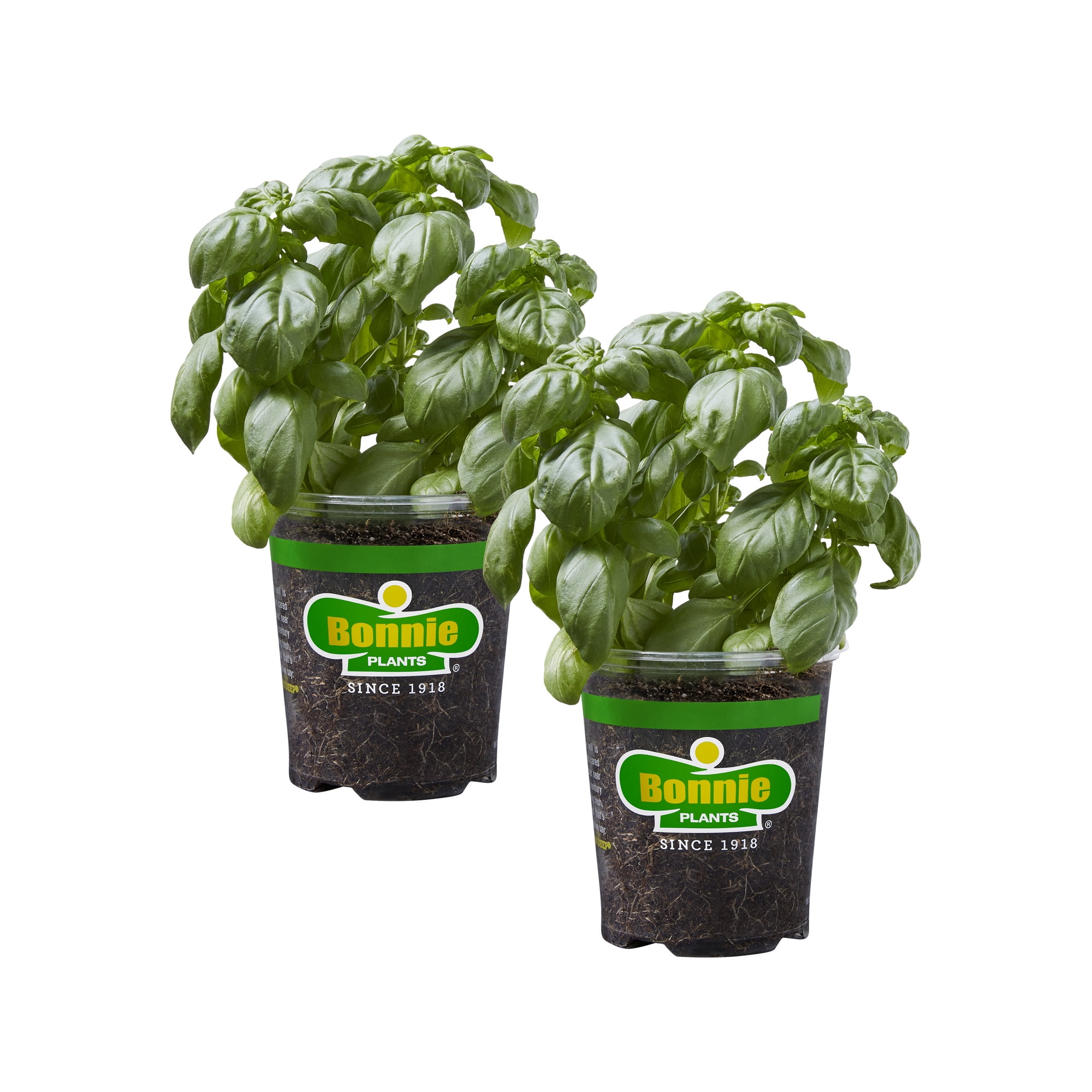 Bonnie Plants Sweet Basil 2-Pack