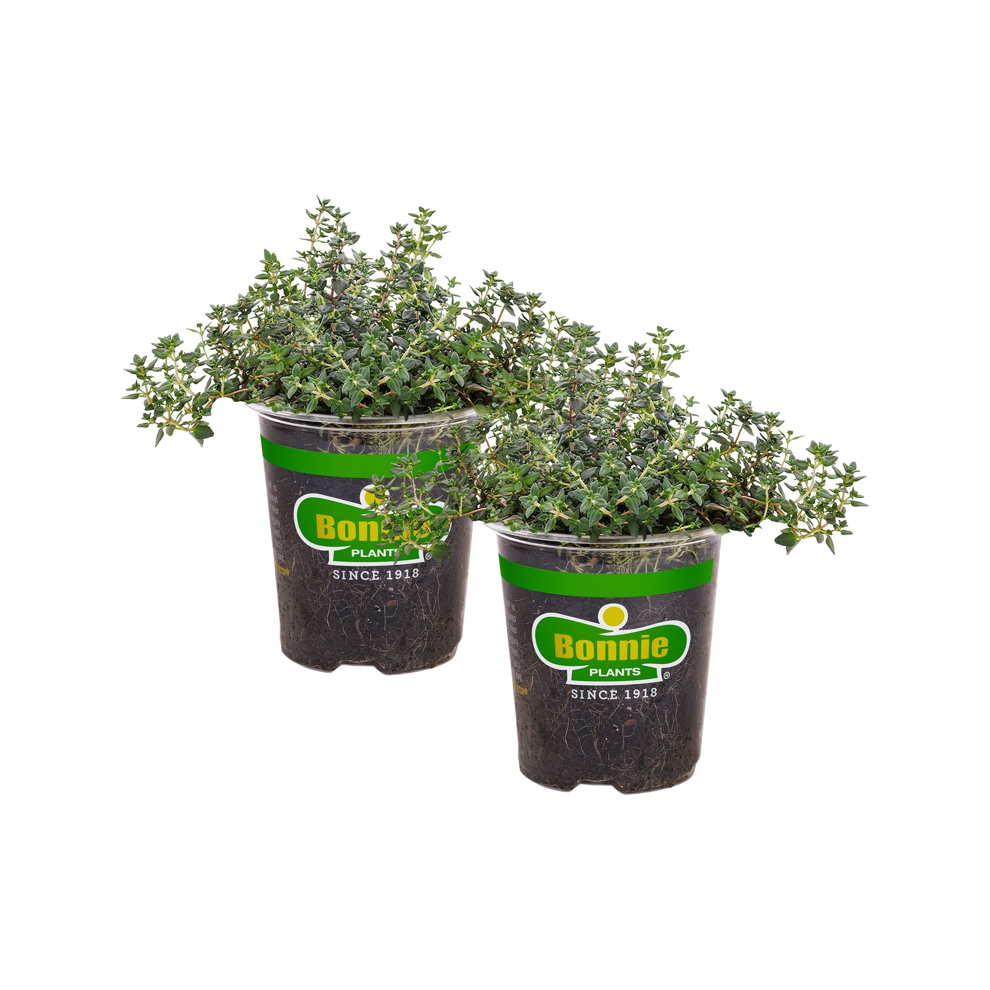 Bonnie Plants German Thyme - 2-Pack