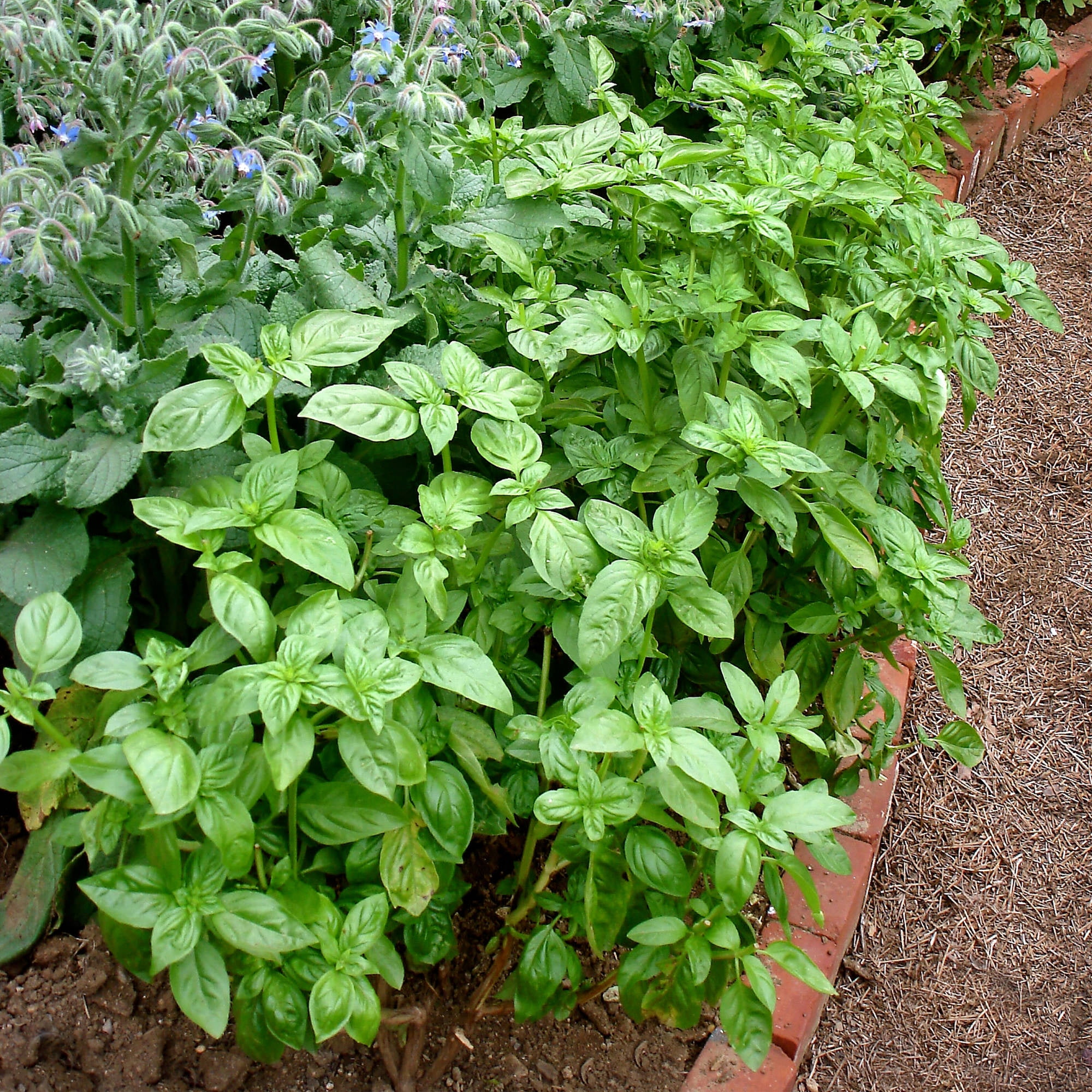 Bonnie Plants Sweet Basil 2-Pack