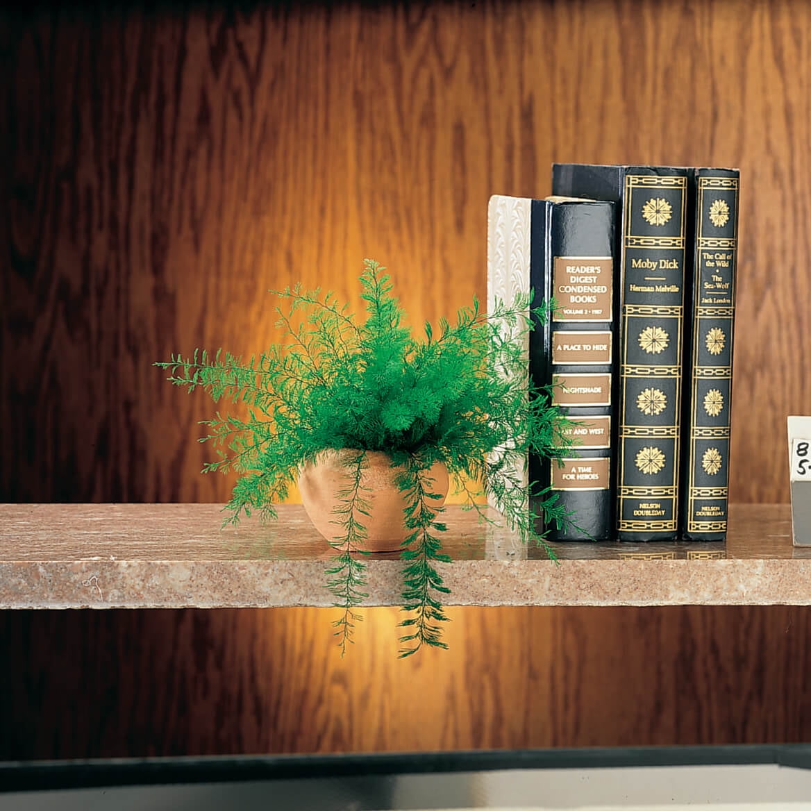 Air Fern Set of 2 – No Soil Needed