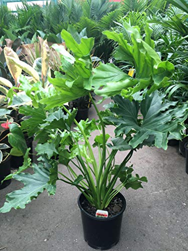 Live Split-Leaf Philodendron in 3 Gallon Pot
