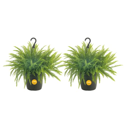Premium Live Boston Fern Hanging Basket Duo