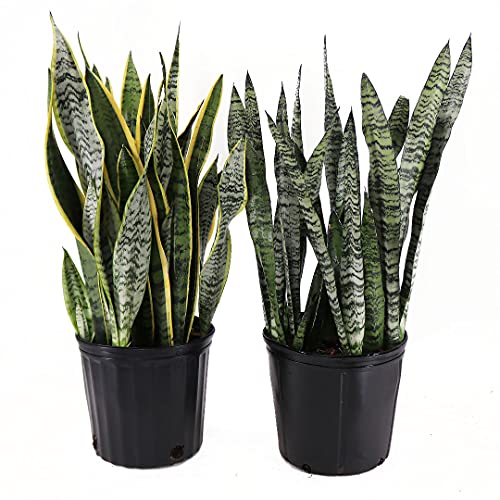 Sansevieria Plant Bundle in 10" Pots