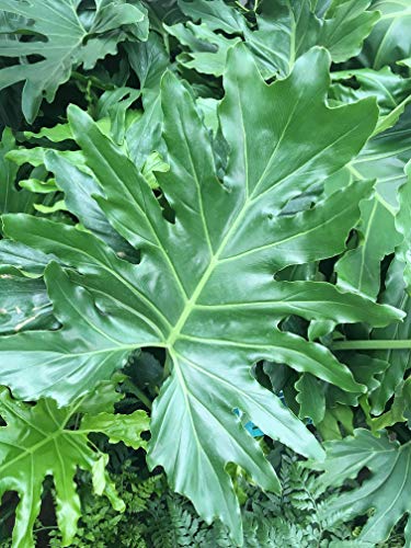 Live Split-Leaf Philodendron in 3 Gallon Pot