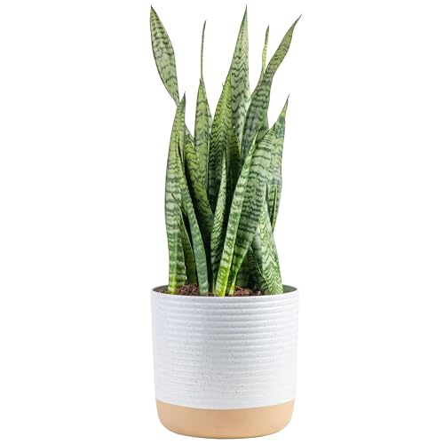 Indoor Snake Plant in Decorative Planter - 2 Feet