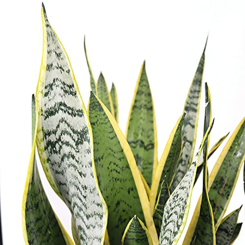 Sansevieria Plant Bundle in 10" Pots