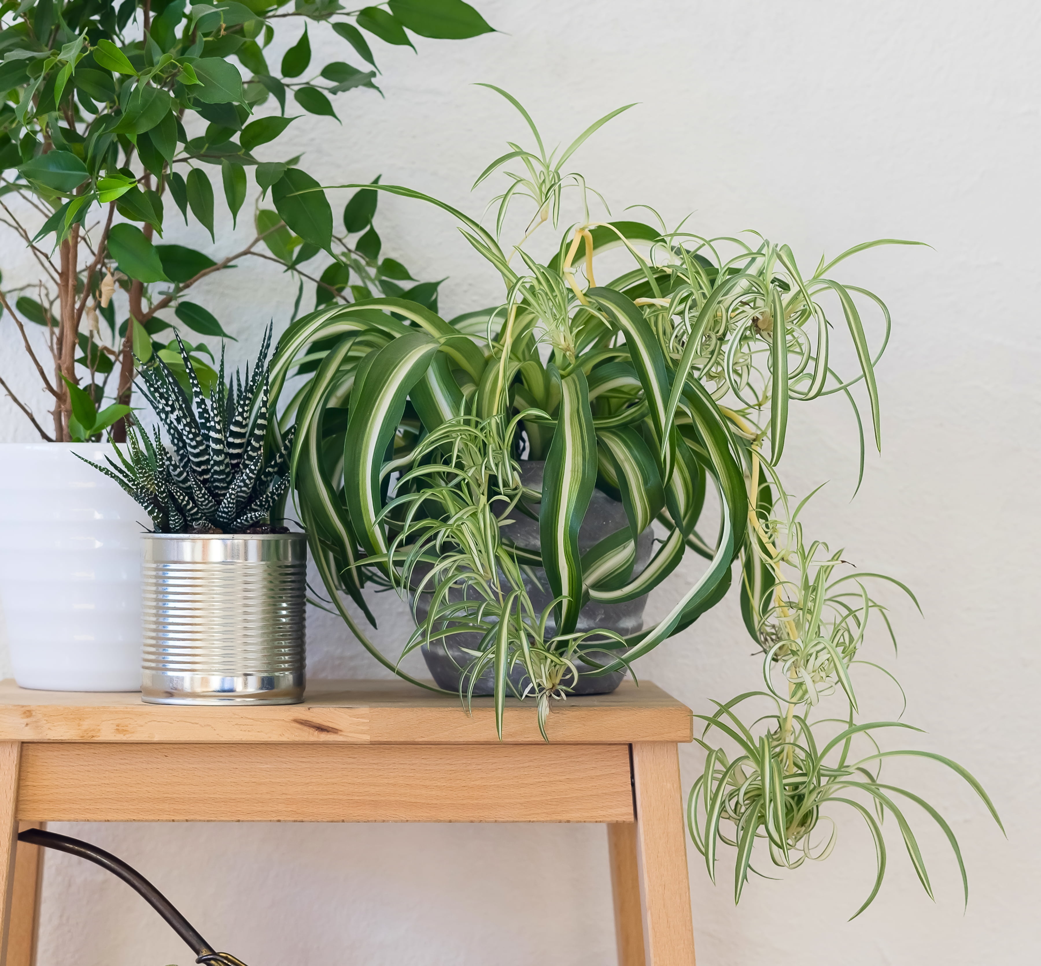 Spider Plant Live Houseplant - 2 Pieces