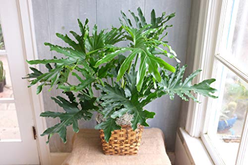 Live Split-Leaf Philodendron in 3 Gallon Pot