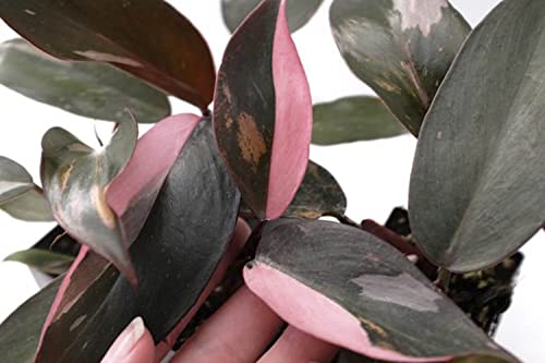 Rare Pink Princess Philodendron in 4-Inch Pot