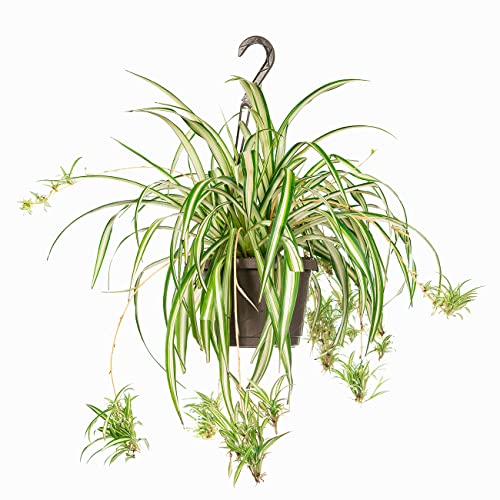 Spider Plant in 8in Hanging Basket - Easy Care