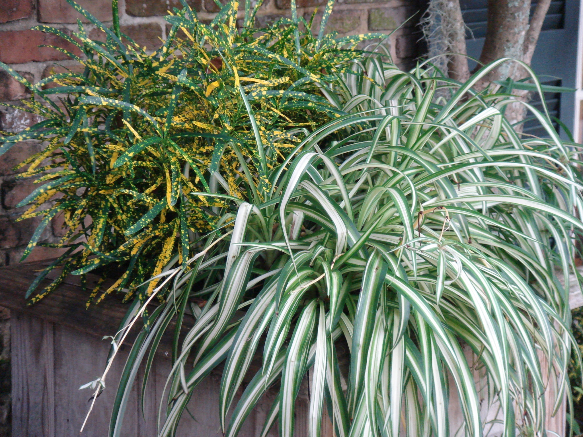 Spider Plant Live Houseplant - 2 Pieces