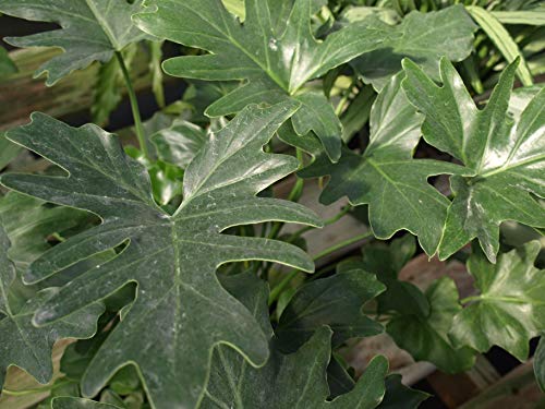 Live Split-Leaf Philodendron in 3 Gallon Pot