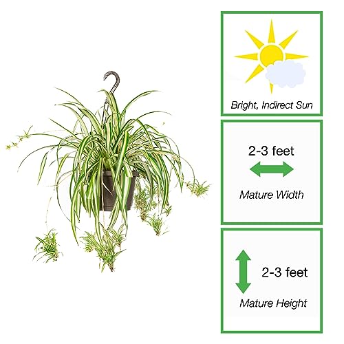 Spider Plant in 8in Hanging Basket - Easy Care