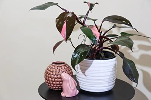 Rare Pink Princess Philodendron in 4-Inch Pot
