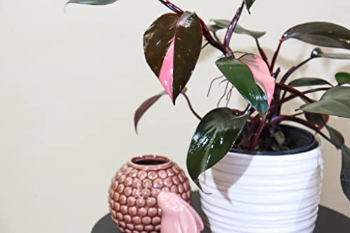 Rare Pink Princess Philodendron in 4-Inch Pot