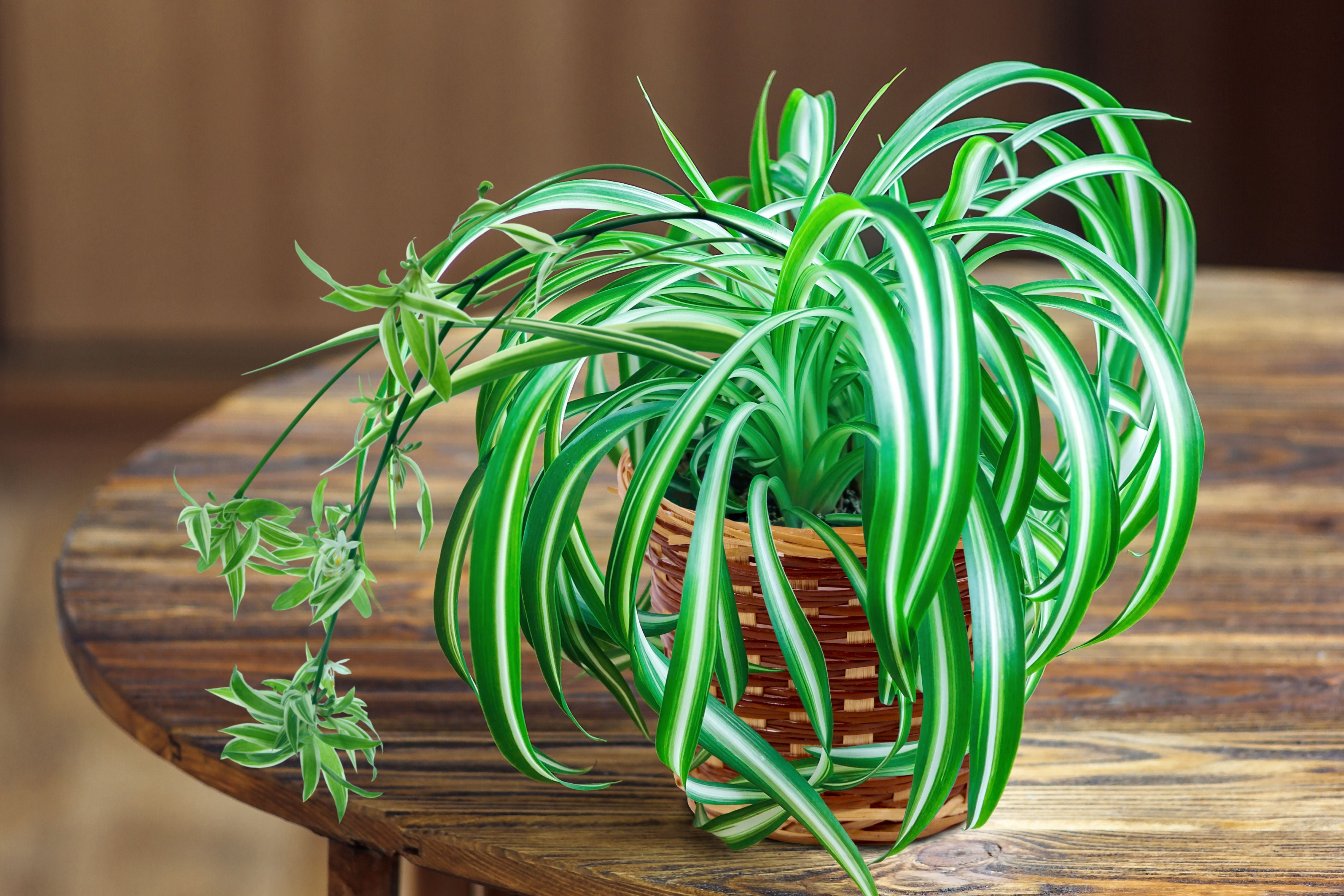 Spider Plant Live Houseplant - 2 Pieces