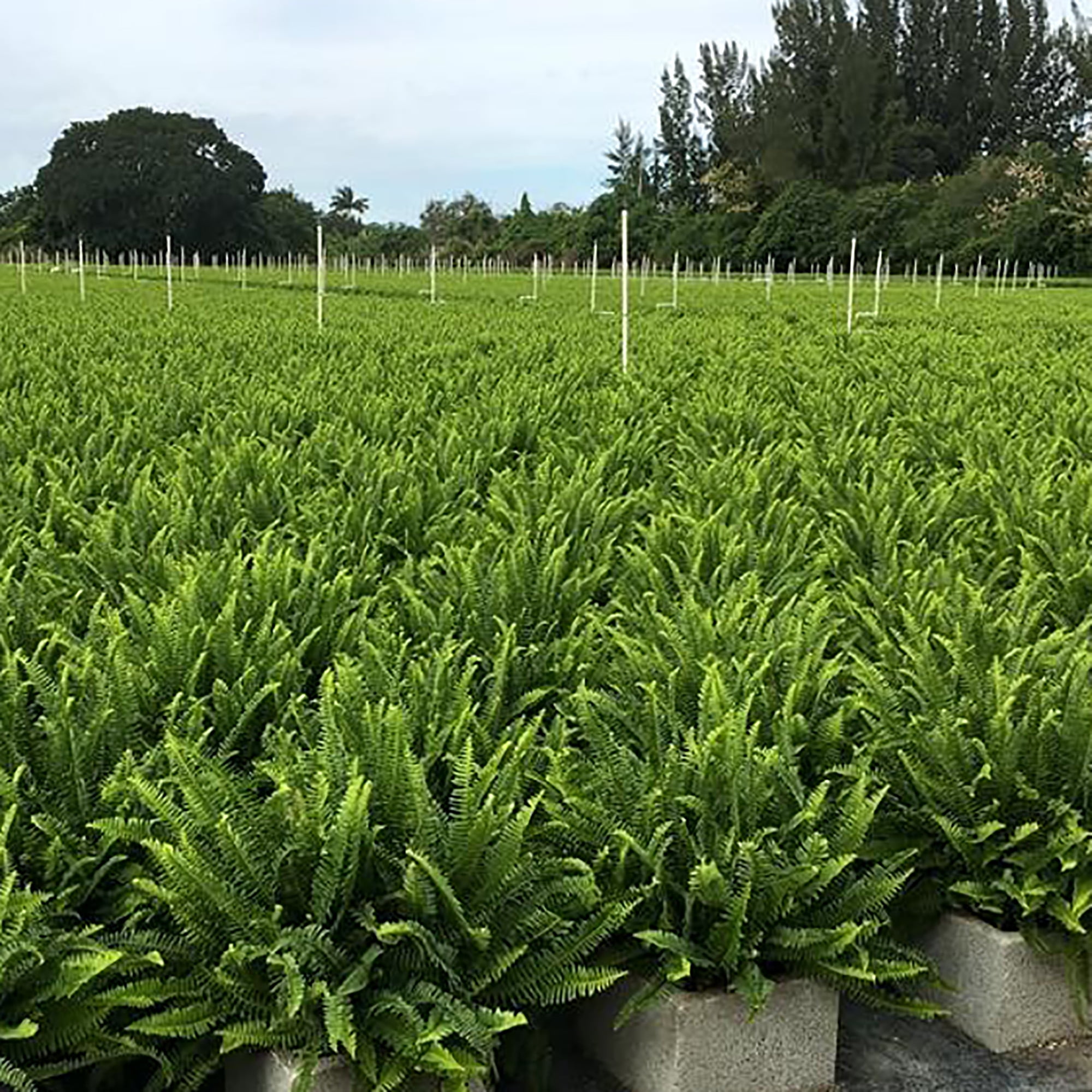 Kimberly Queen Fern Live Plant, 10 Inches