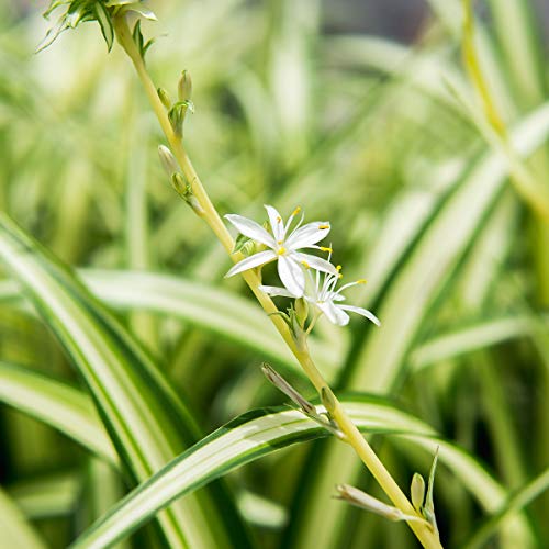 Spider Plant in 8in Hanging Basket - Easy Care