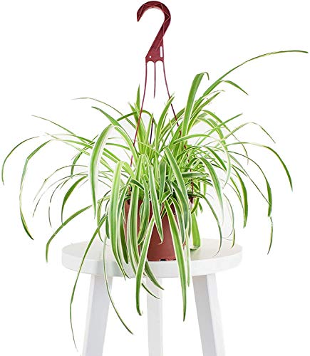 Bonnie Spider Plant - Variegated Hanging Indoor Houseplant