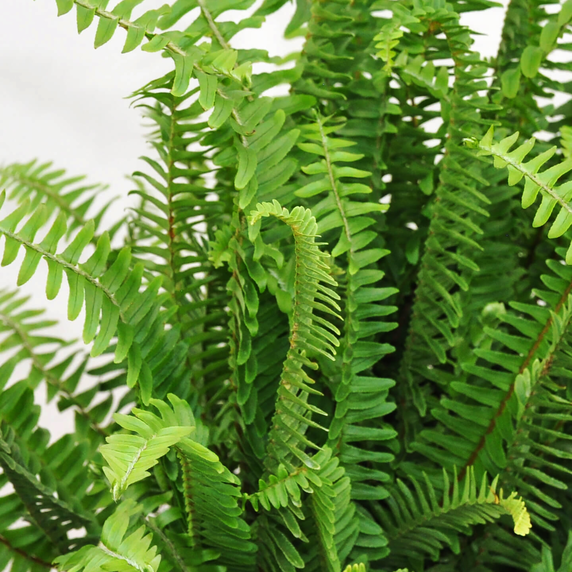 Kimberly Queen Fern Live Plant, 10 Inches