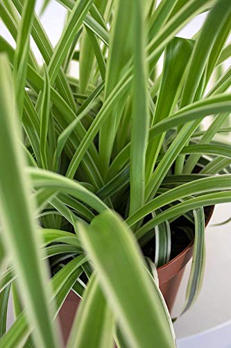 Bonnie Spider Plant - Variegated Hanging Indoor Houseplant
