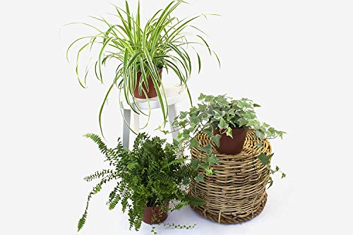 Bonnie Spider Plant - Variegated Hanging Indoor Houseplant