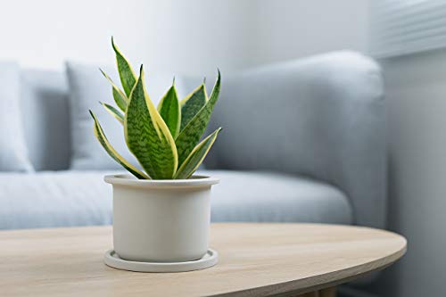 Live Snake Plant, Sansevieria in Pot