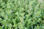 Thymus Vulgaris Live Thyme Plant in Pot