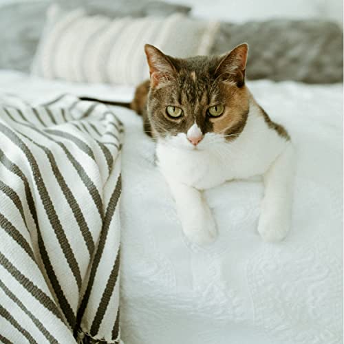 Earthbath Hypo-Allergenic Cat Shampoo 472 ml