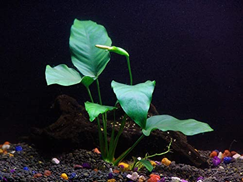 10 Live Aquarium Plants Bundle from Florida