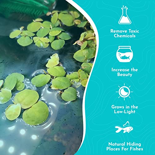 Red Root Floater Live Aquarium Plants - 4oz