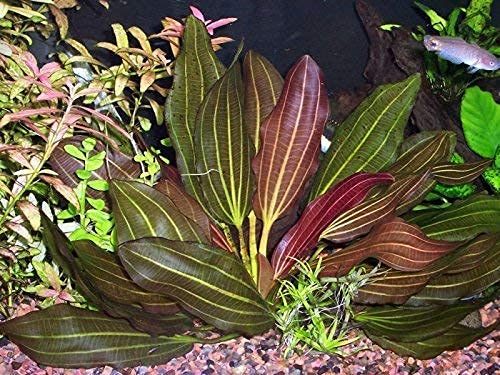 10 Live Aquarium Plants Bundle from Florida