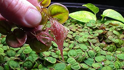 Red Root Floater Live Aquarium Plants - 4oz